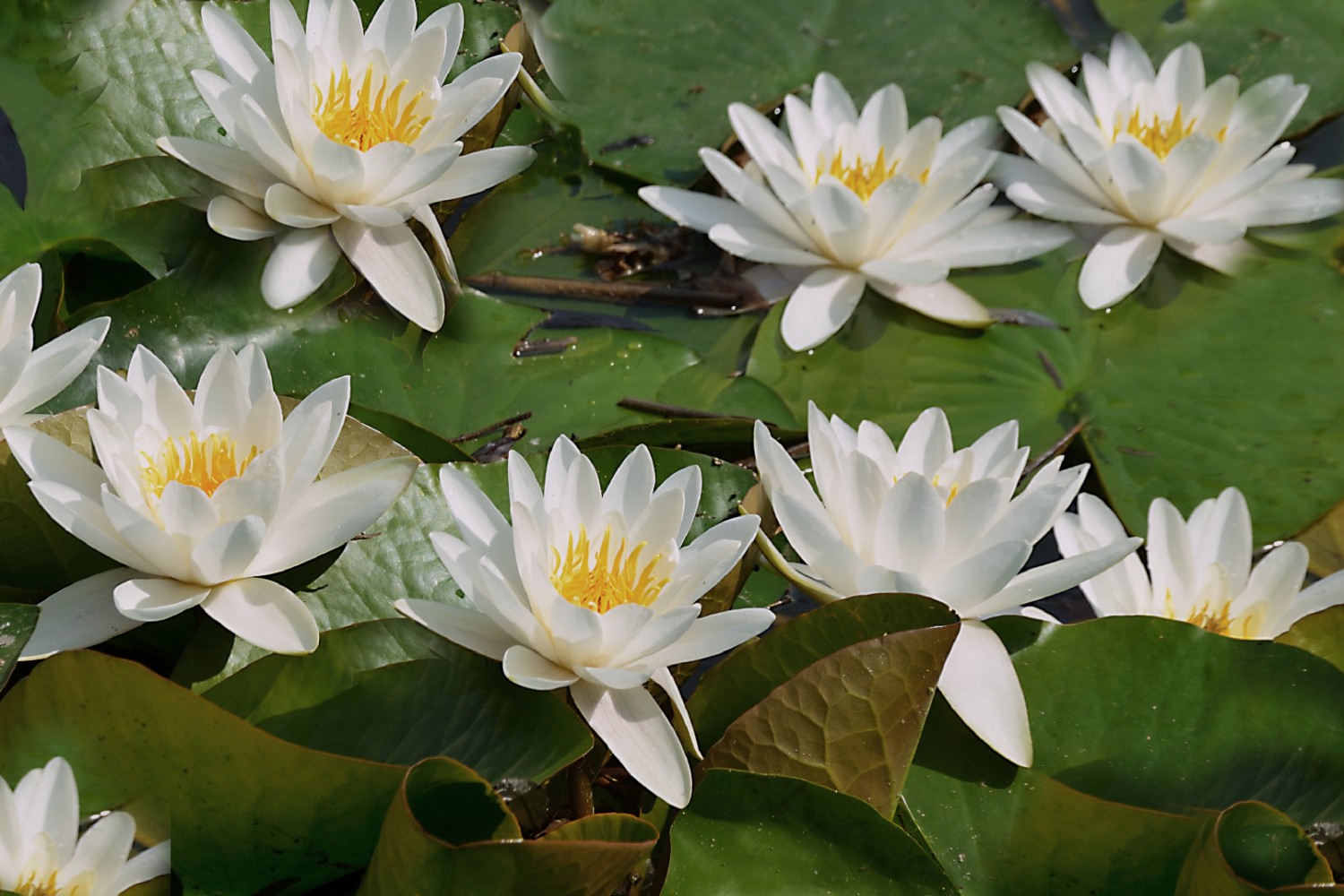 Ninfee Bianche DGN.ALE 2360679