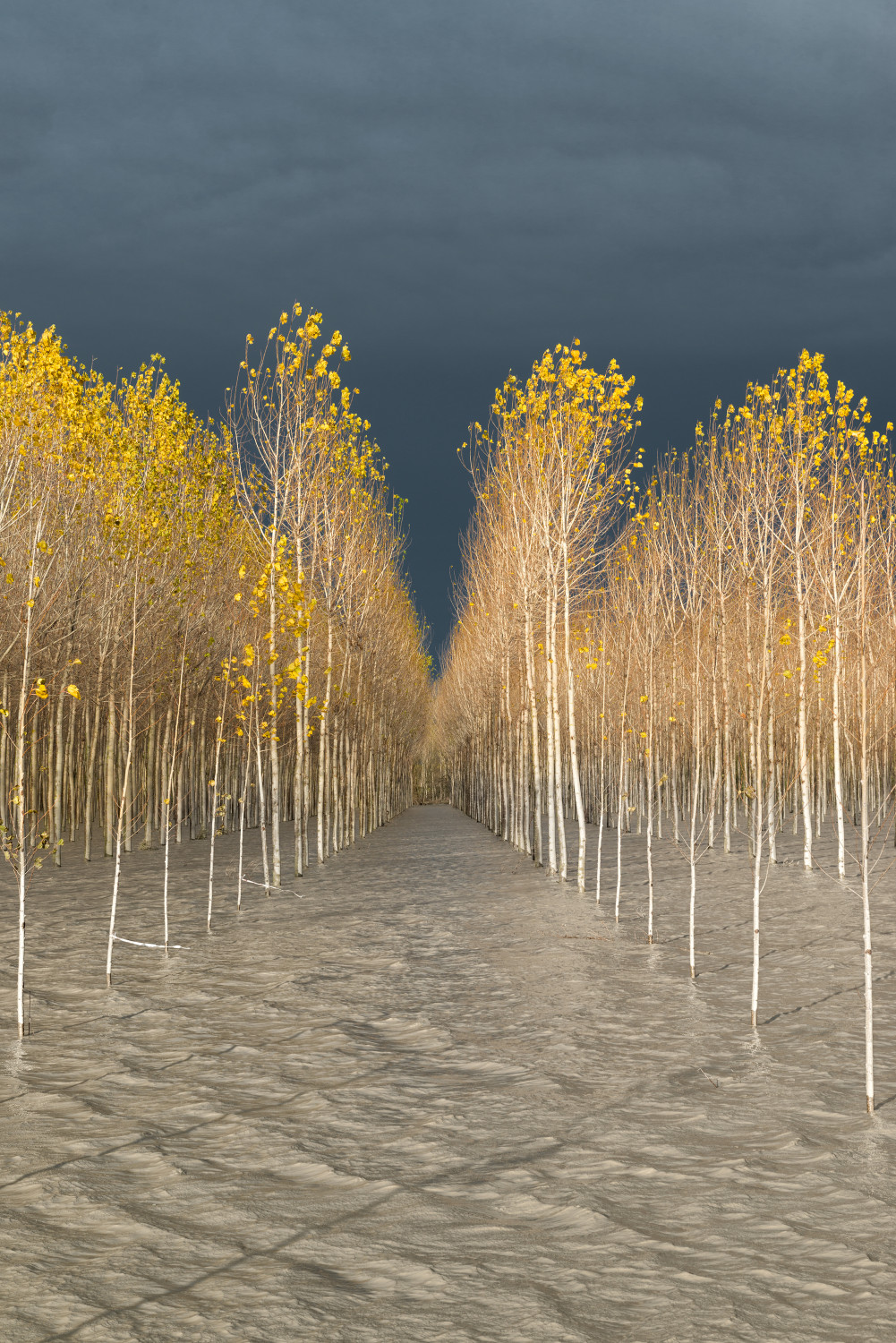 graziano racchelli 2833064